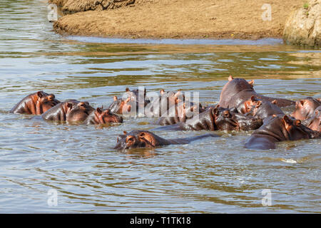 Flusspferde Baden im Fluss Stockfoto