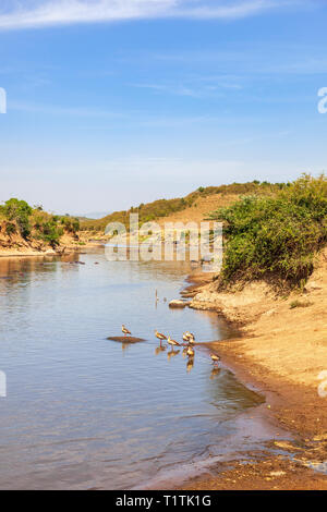 Blick auf den Mara River mit einer Herde Nilgans Stockfoto