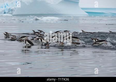 Der Antarktis. Port Charcot (nördliche Ende stand Insel) & Pleneau Bay. Springen Gentoo Penguins. Stockfoto