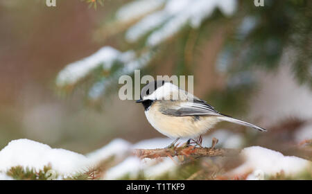 Black-capped chickadee in einem Spruce Tree in Nordwisconsin thront. Stockfoto