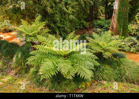 Farne in der Nähe von Bach in der alten schönen Park Terra Nostra, Furnas, Azoren Stockfoto