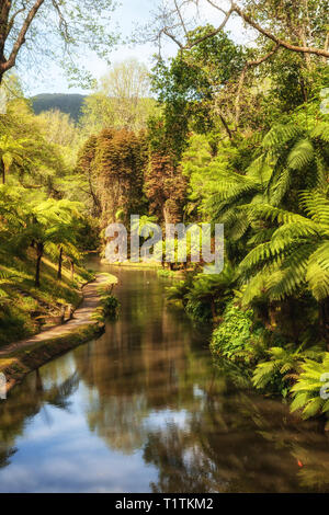 Riesige Farne in der Nähe des Teiches in der alten schönen Park Terra Nostra, Furnas, Azoren Stockfoto