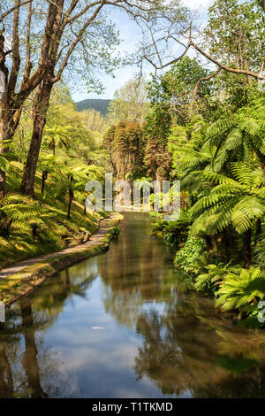 Riesige Farne in der Nähe des Teiches in der alten schönen Park Terra Nostra, Furnas, Azoren Stockfoto