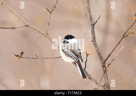 Black-capped chickadee im Winter Wald im Norden von Wisconsin. Stockfoto