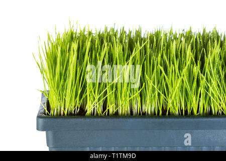 Frisches Weizengras in Vase auf weißem Hintergrund Stockfoto
