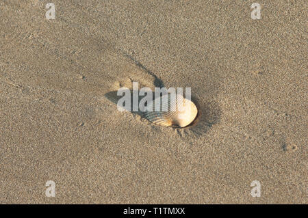 Seashell auf Surf Beach in der Nähe von Lompoc, zentrale Küste von Kalifornien. Digitale Fotografie Stockfoto