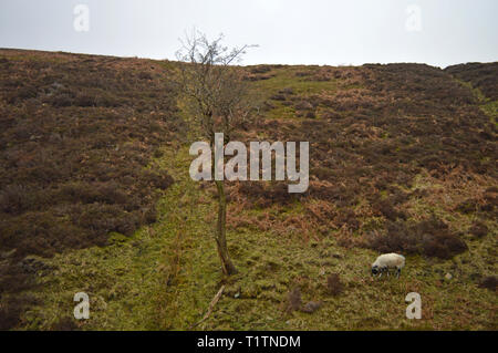 Lone Tree und Schafe auf den William Clough weg Kinder Scout, Derbyshire Stockfoto