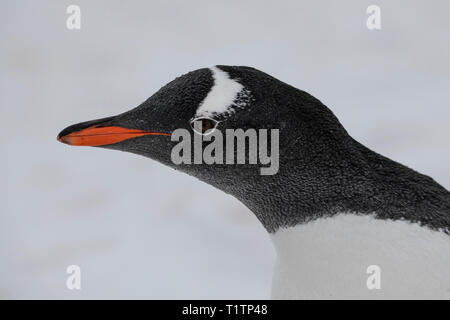Der Antarktis. Petermann Island. Gentoo Pinguin (WILD: Pygoscelis papua) Stockfoto