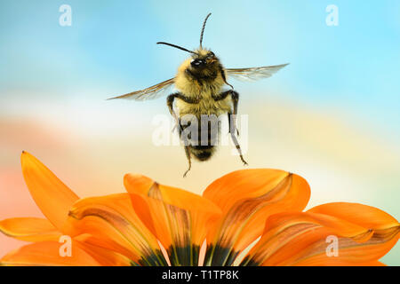 Ackerhummel (Bombus pascuorum), im Flug, eine albareto (gazania), Deutschland Stockfoto