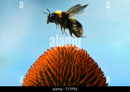 Dunkle Erdhummel (Bombus terrestris), im Flug, eine Echinacea, Deutschland, Europa Stockfoto