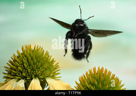 Große Holzbiene (Xylocopa violacea), im Flug, eine Echinacea, Deutschland Stockfoto