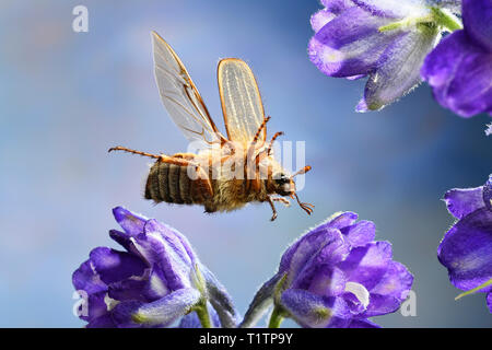 Junikaefer (Amphimallon solstitiale), im Flug, Deutschland, Europa Stockfoto