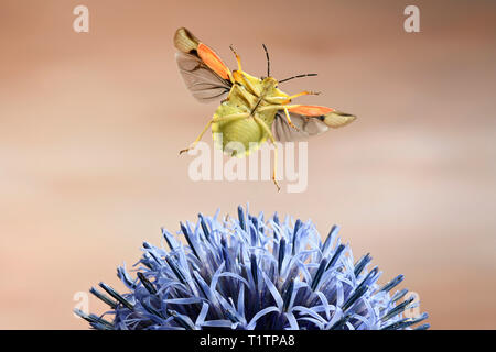 Noerdliche Fruchtwanze (Carpocoris fuscispinus), im Flug, eine einer Kugeldistel, Deutschland, Europa Stockfoto