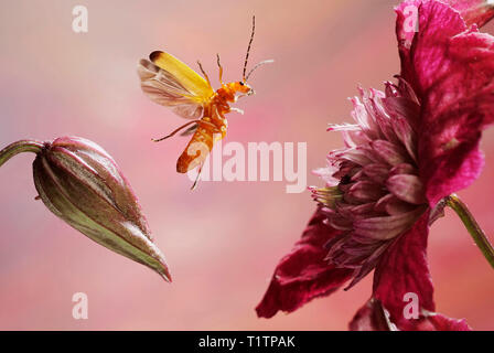 (Rhagonycha fulva Rotgelber Weichkaefer) Stockfoto