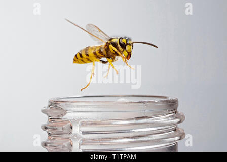 Deutsche Wespe (Vespula germanica) einer Limonadenflasche Stockfoto