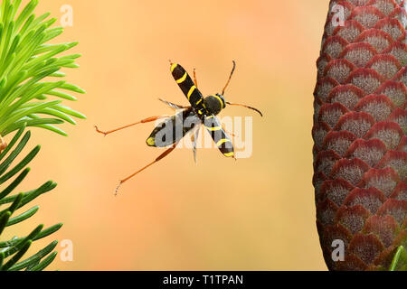 Widderbock (Clytus arietis), im Flug, Deutschland, Europa Stockfoto