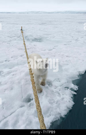 Neugierig Eisbär (Ursus maritimus) neben Expeditionsschiff sitzen sah, Svalbard, Norwegen Stockfoto