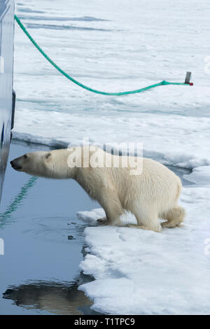 Neugierig Eisbär (Ursus maritimus) Sniffing auf dem Schiffsrumpf, Svalbard, Norwegen Stockfoto