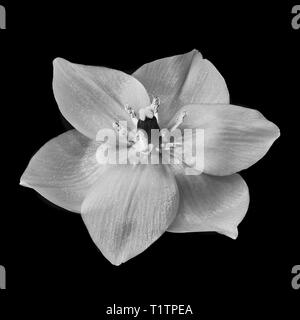 Fine Art Stilleben monochrom Blumen Makro einer isolierten Stern-von-Bethlehem/ornithogalum Blume Blüte auf schwarzem Hintergrund mit Details Stockfoto