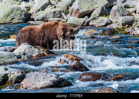 Muskox Kreuzung Bergbach, Norwegen, (Ovibos moschatus) Stockfoto