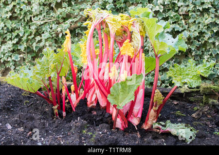 Gezwungen, Rhabarber mit Rosa stammt und gelbe Blätter - frisch im heimischen Garten aufgedeckt - das dunklere kleinere Stämme auf der Außenseite aufgedeckt - Großbritannien Stockfoto