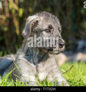 Irish Wolfhound Welpen Stockfoto