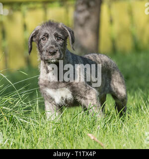 Irish Wolfhound Welpen Stockfoto