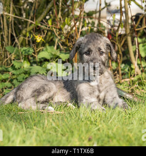 Irish Wolfhound Welpen Stockfoto