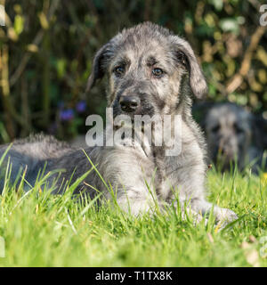 Irish Wolfhound Welpen Stockfoto