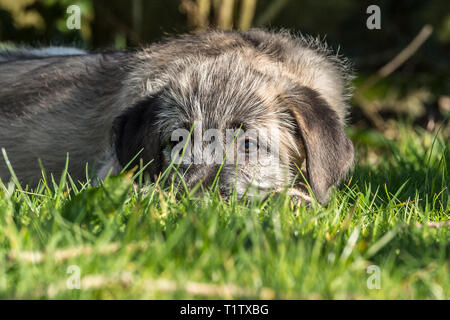 Irish Wolfhound Welpen Stockfoto