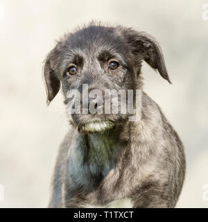 Irish Wolfhound Welpen Stockfoto