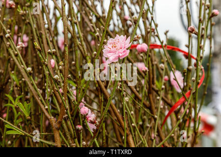 Pink Peach Blumen auf blühende Bäume traditionelle für Feiern Tet, Vietnamesisch neues Jahr in Hanoi, Vietnam. Stockfoto