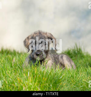 Irish Wolfhound Welpen Stockfoto