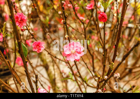 Pink Peach Blumen auf blühende Bäume traditionelle für Feiern Tet, Vietnamesisch neues Jahr in Hanoi, Vietnam. Stockfoto