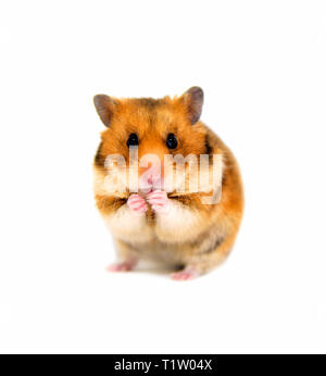 Rot lustige hamster Blick in die Kamera und Essen isoliert auf weißem Hintergrund Stockfoto