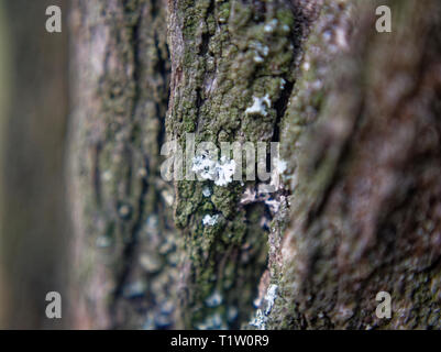 Das Moos auf der Rinde eines Baumes im Herbst, Moskau Stockfoto