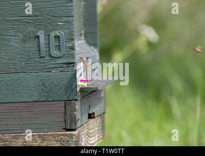 Auf Ackerland Feld Marge South West England Bienenstock Stockfoto