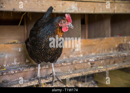 Huhn innen Huhn Haus an Haus in Leicestershire Stockfoto