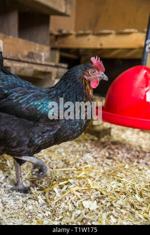 Huhn innen Huhn Haus an Haus in Leicestershire Stockfoto