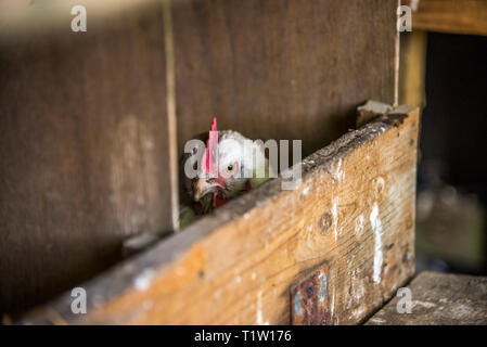 Huhn innen Huhn Haus an Haus in Leicestershire Stockfoto