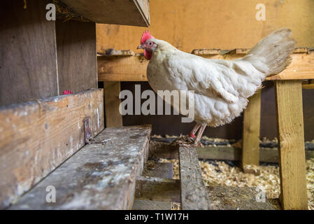 Huhn innen Huhn Haus an Haus in Leicestershire Stockfoto