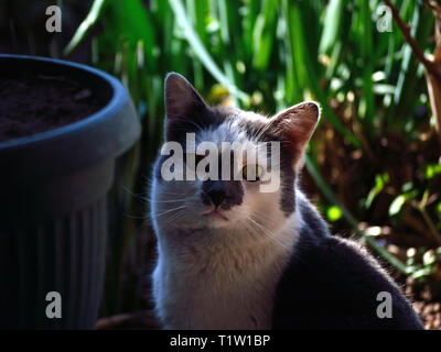 Katze im Garten Stockfoto