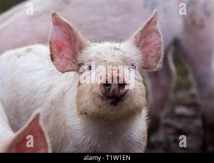 Die Freilandhaltung von Schweinen in Essington Farm Wolverhampton Stockfoto