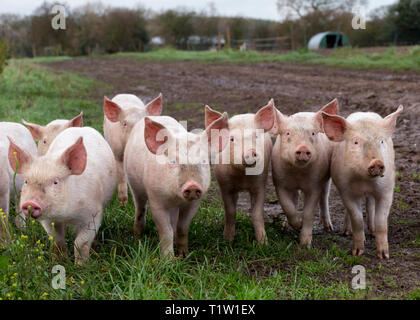 Die Freilandhaltung von Schweinen in Essington Farm Wolverhampton Stockfoto