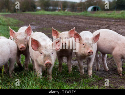 Die Freilandhaltung von Schweinen in Essington Farm Wolverhampton Stockfoto