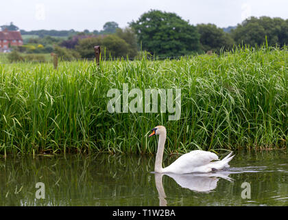 Schwan, der in Ackerland Wasserlauf Stockfoto