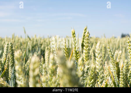 Weizenfeld Nahaufnahme Linconshire Stockfoto