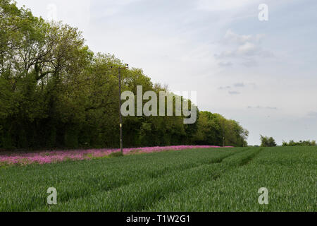 Wildflower Marge neben Weizen South West England Stockfoto