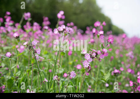 Wildflower Marge neben Weizen South West England Stockfoto