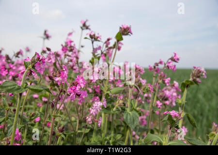 Wildflower Marge neben Weizen South West England Stockfoto